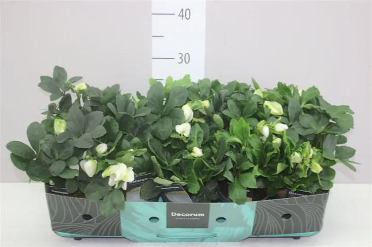 Helleborus N. Christmas Carol Xl črepník 12 cm