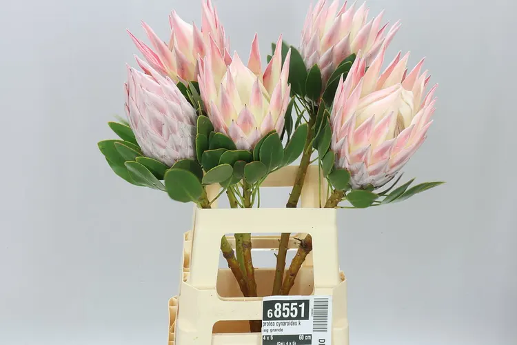 Protea Cynaroides King Grande 60 cm