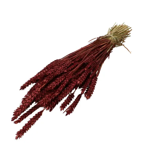 Sušený kvet Wheat 60- bordová 70 cm