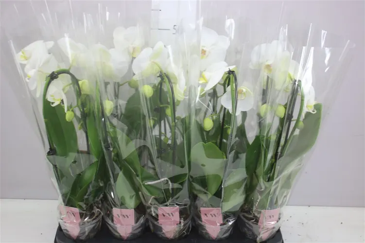 Phal Cascade Wit 1 Tak črepník 12 cm