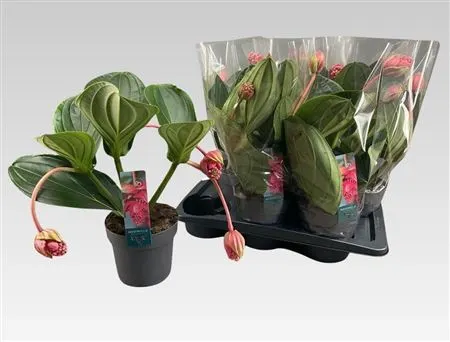 Medinilla Flamenco 3+ črepník 17 cm
