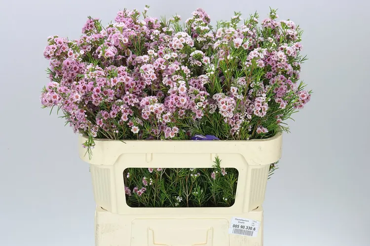 Voskovka Giselle 70 cm