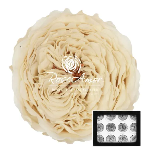 Stabilizovaná ruža Amelia ⌀ 4 cm, biela WHI04