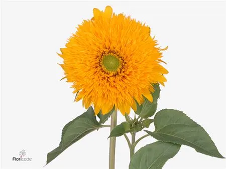 Slnečnice (Sunflower)