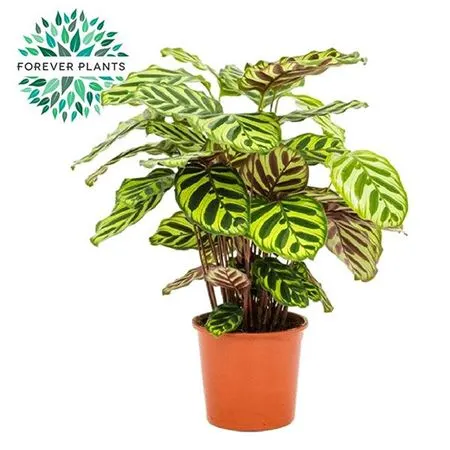 Calathea Makoyana črepník 14 cm