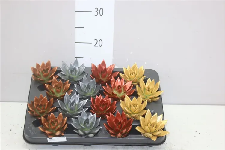 Echeveria Matal Xmas mix črepník 6 cm