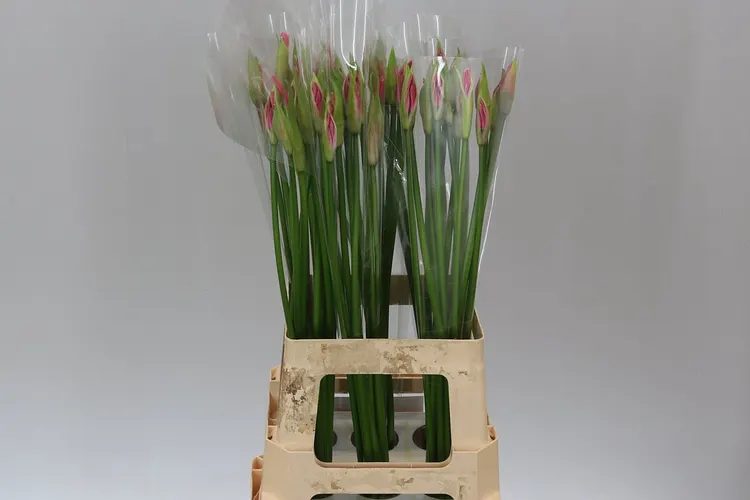 Nerine Bo Favoriet 70 cm