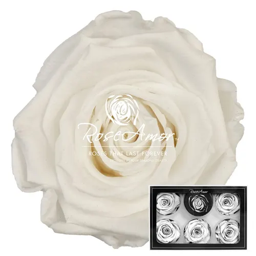 Stabilizovaná ruža XL ⌀ 6 cm, biela WHI01