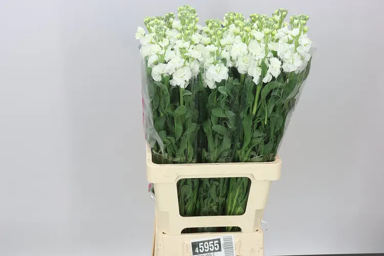 Matthiola White It. Imp 70 cm