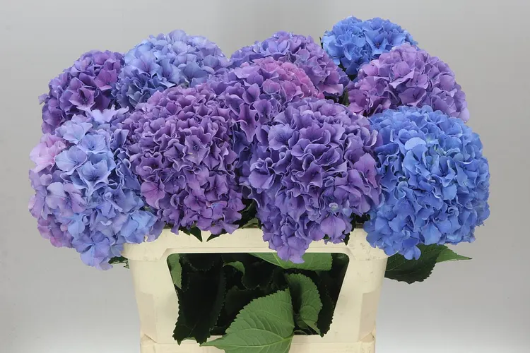 Hortenzia Salute Lavendel 80 cm