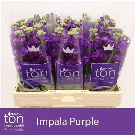 Matthiola Purple 56 cm