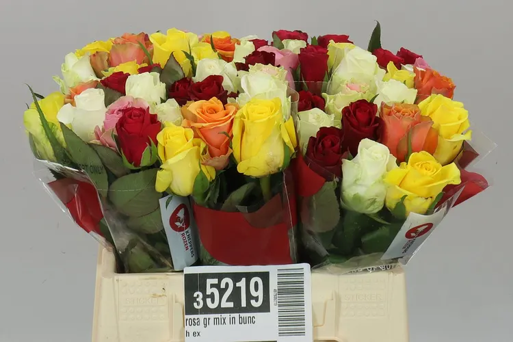 Ruža mix vo zväzku Ex 40 cm