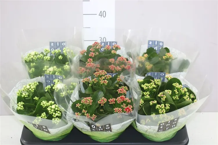 Kalanchoe Calandiva mix črepník 15 cm