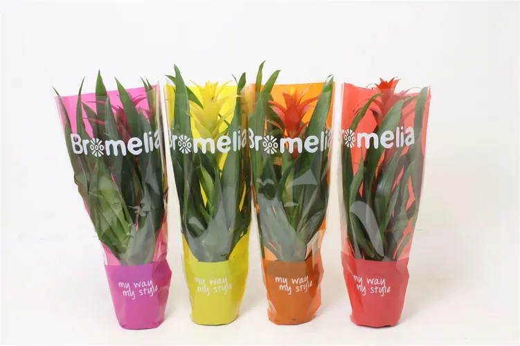 Guzmania mix My Way črepník 12 cm
