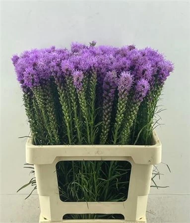 Letné kvety (hlavný sklad)