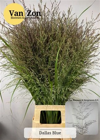 Panicum Dallas Blues 100 cm