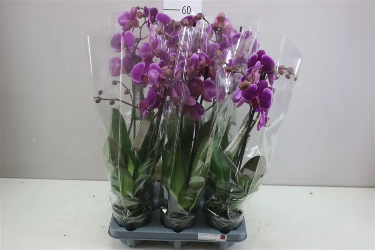 Orchidea Phalaenopsis Durban, 2 výhony črepník 12 cm