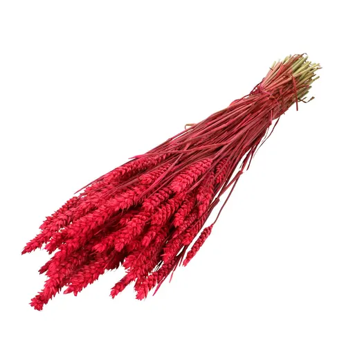 Sušený kvet Wheat 60- fuksiová 70 cm