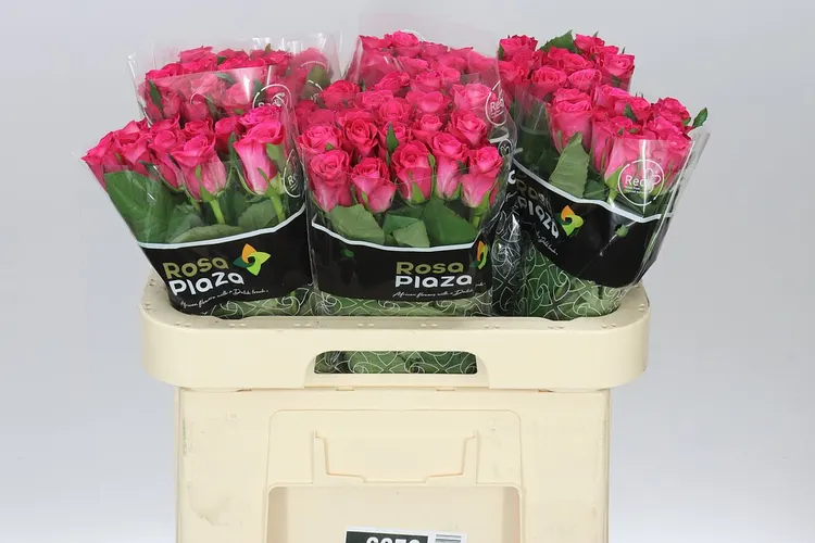 Rosa Gr Orchestra 60 cm