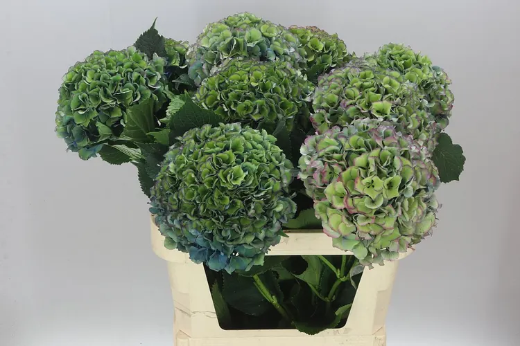 Hortenzia Parade Classic 80 cm