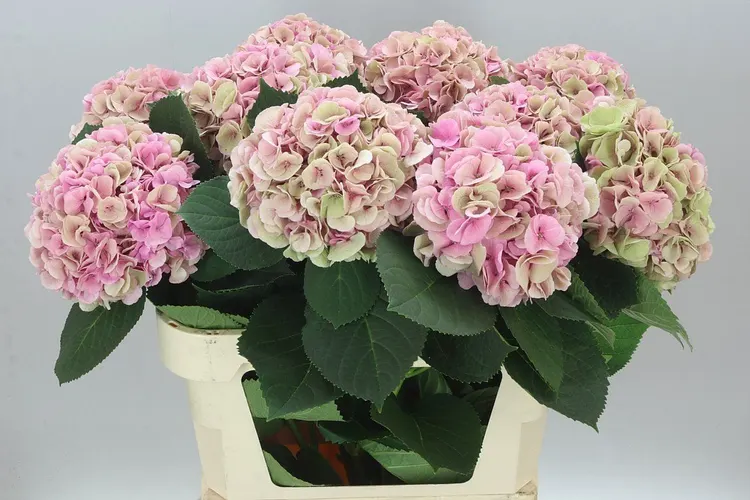 Hyd Heaven Classic 80 cm