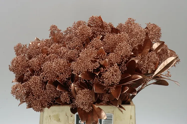 Skimmia farbená Copper 45 cm