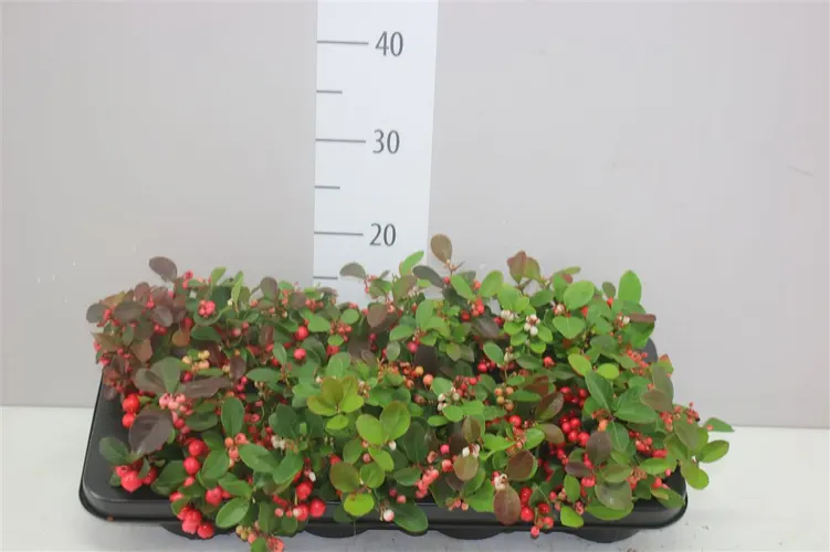 Gaultheria Procumb Red Diamond črepník 11 cm