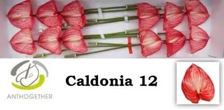 Anth Caldonia