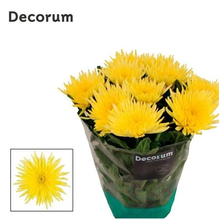 Chryzantéma veľkokvetá Topspin Yellow 70 cm