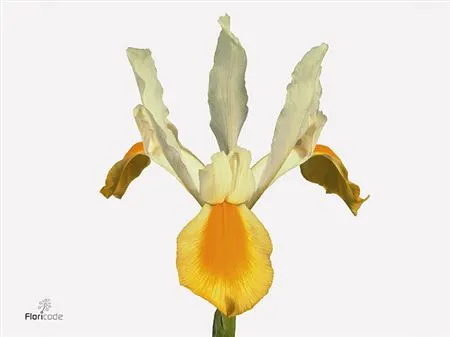 Kosatce (Iris)