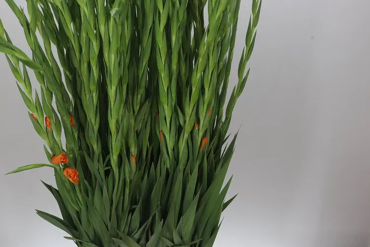 Gladiola Ovatie 120 cm