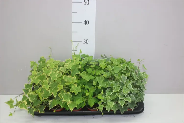 Hedera He Gemengd črepník 9 cm