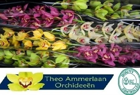 Orchidey (hlavný sklad)