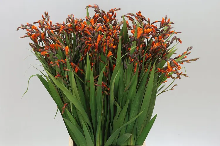 Crocosmia Emily Mckenzie 60 cm