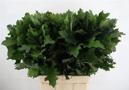 Quercus Rubra 80 cm