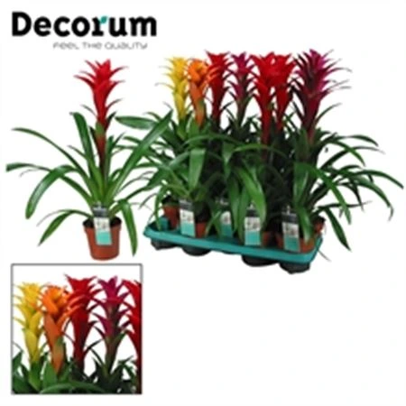 Guzmania mix črepník 13 cm