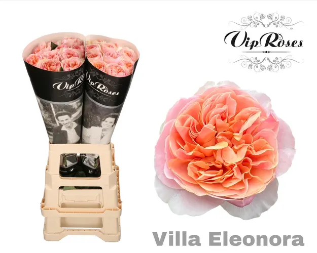 R Gr Villa Eleonora 70 cm