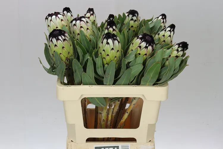 Protea Niobe 60 cm