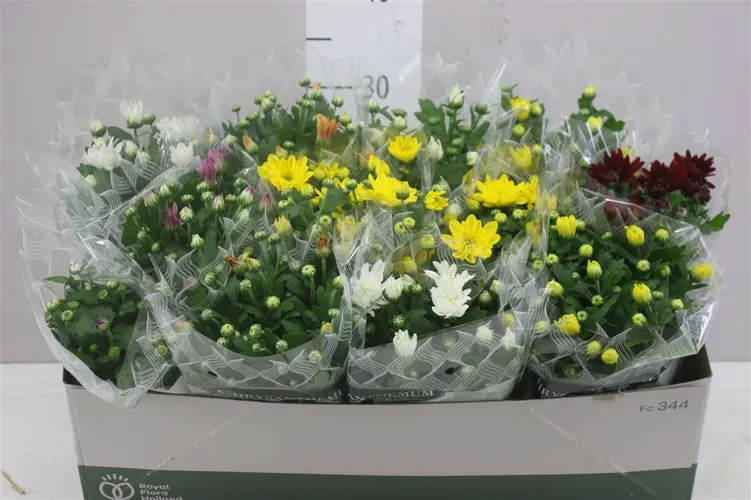 Chrysanth Gemengd črepník 12 cm