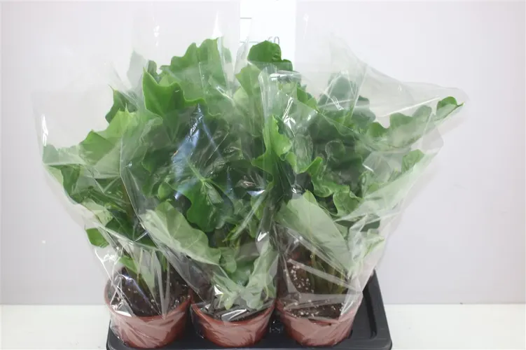 Alocasia Low Rider črepník 17 cm