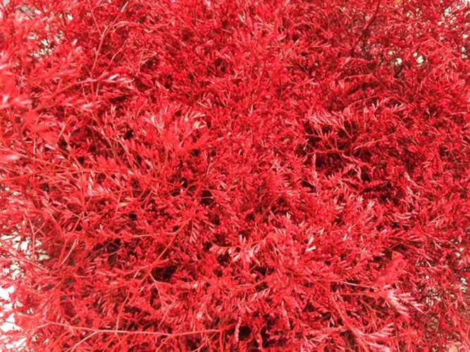 Lim Beltaard Red 80 cm