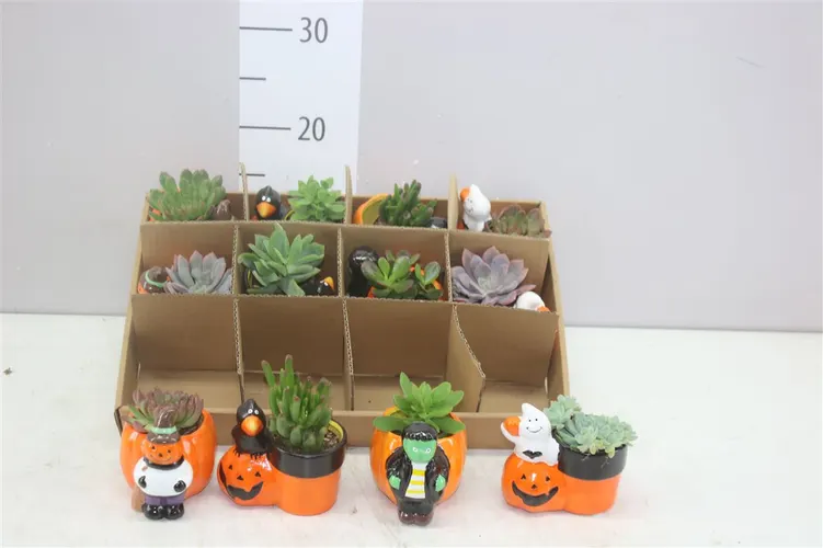Arr Vetplanten v keramike Halloween mix črepník 12 cm