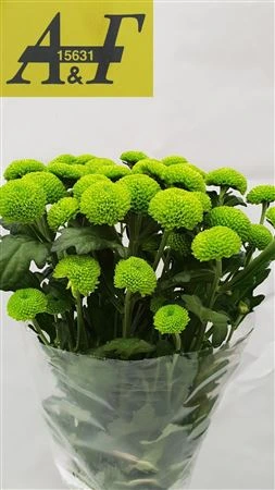 Chryzantéma trsová Feeling Green Dark 70 cm