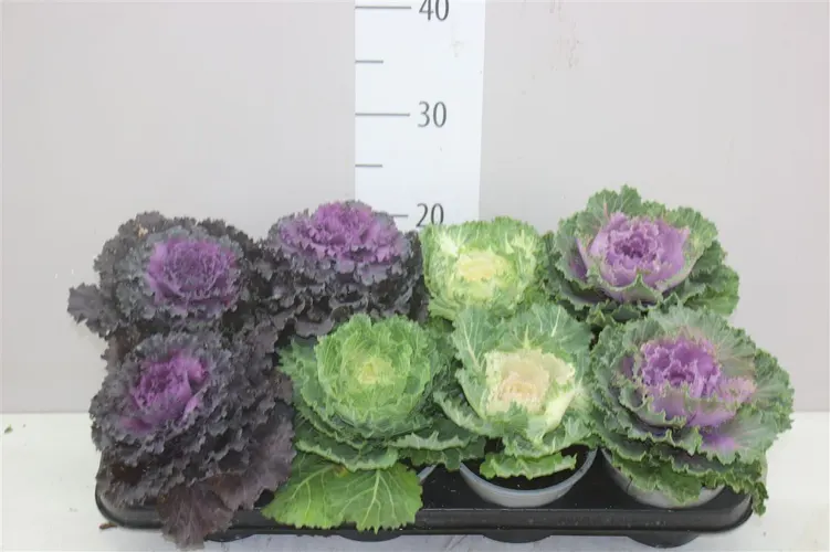 Brassica (sierkool) Gemengd črepník 13 cm