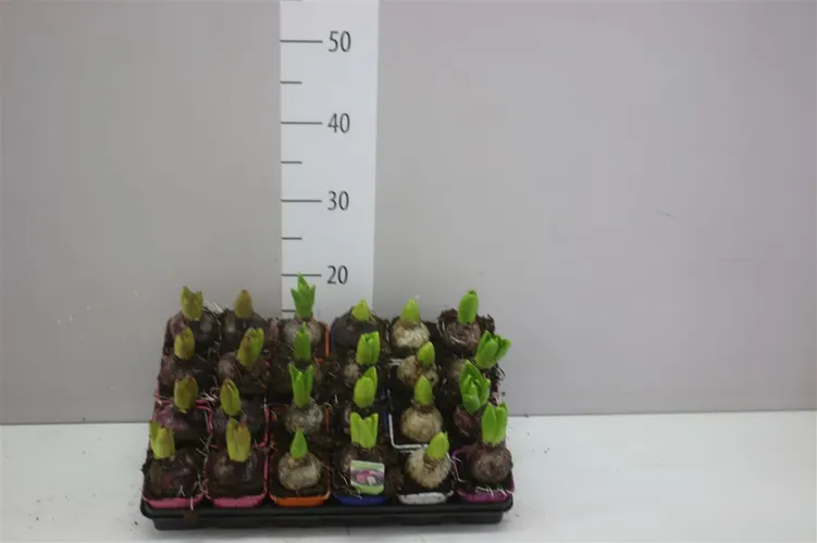 Hyacinthus Gemengd 1pp črepník 7 cm