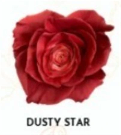 Ruža farbená Dusty Star, Ekvádor 50 cm