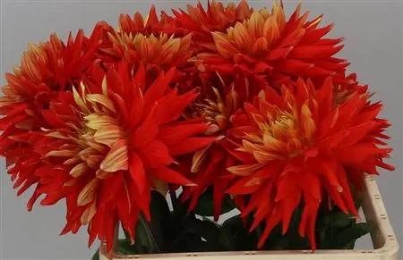 Dahlia Vulkan 50 cm