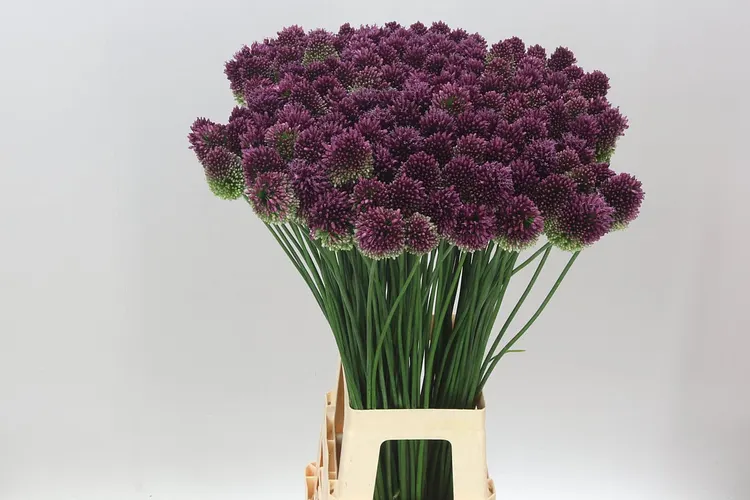Allium Sphaerocephalon 80 cm