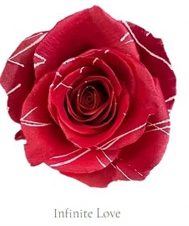 Ruža farbená Infinity Love, Ekvádor 50 cm