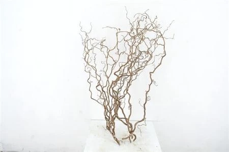 Corylus 80 cm